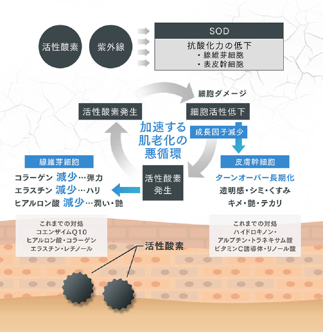 加速する肌老化の悪循環