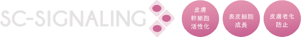 SC-SIGNALING 皮膚幹細胞活性化・表皮細胞成長・皮膚老化防止